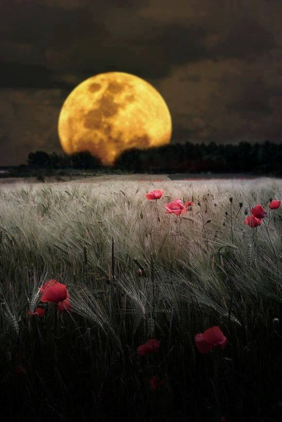 tumblr_n256w0Owto1rlhbg5o1_1280