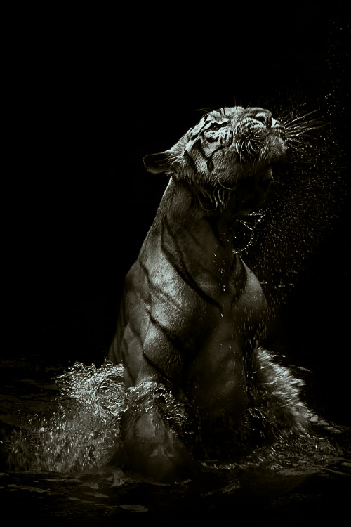 tumblr_n4fan3PGYZ1rmojuoo1_500