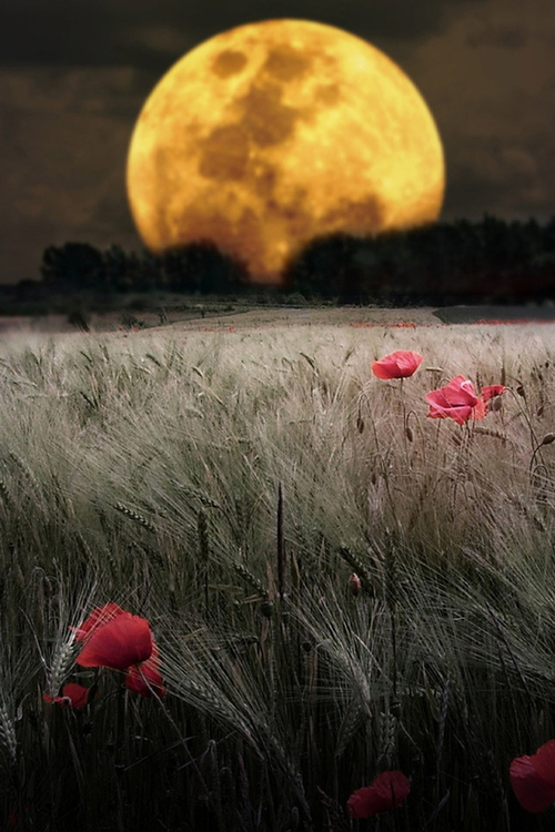 tumblr_n50kllmWFx1rf4xjio1_500