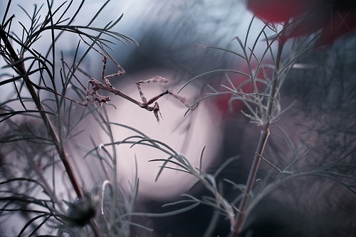 tumblr_n5kpq6xwSo1qbmsleo1_500