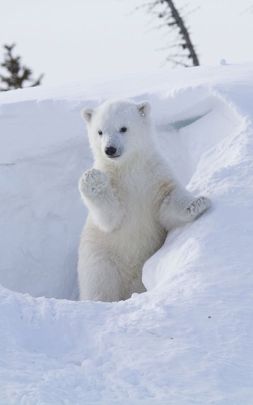 1416185347768087_tall