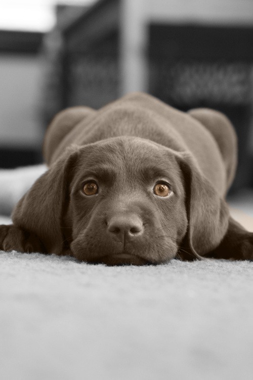 tumblr_mvd501ij1K1rquqtxo1_500