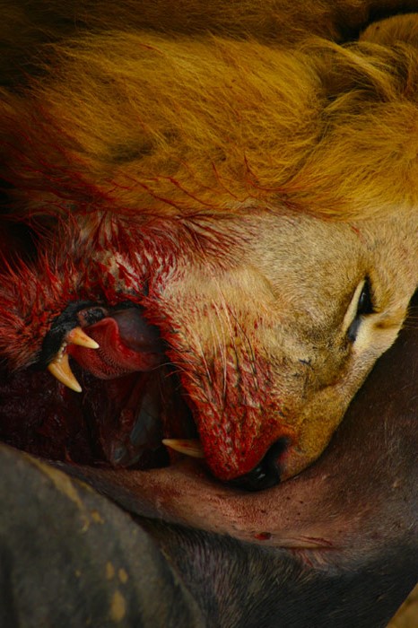 tumblr_mwey0r4LUa1rze6z5o1_500