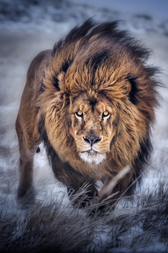 tumblr_nho1mtQnnW1szrg39o1_1280