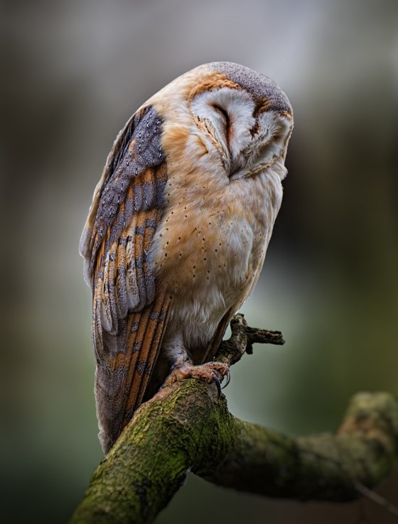 tumblr_n2iappSj2j1r0f8s4o1_1280