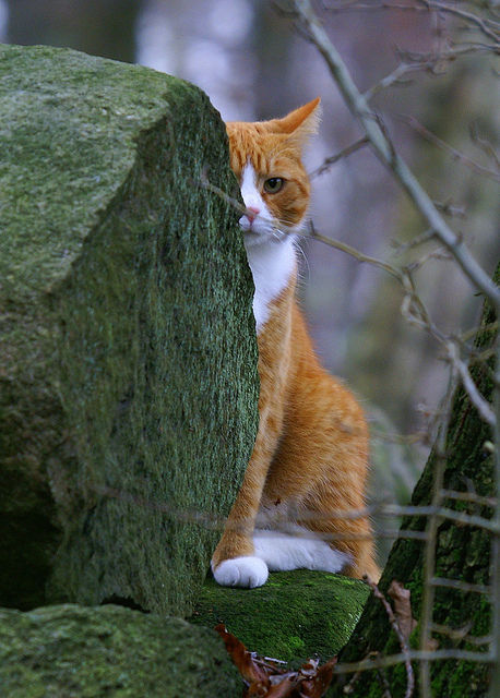 tumblr_nsr37bWK4G1qat5pio1_500