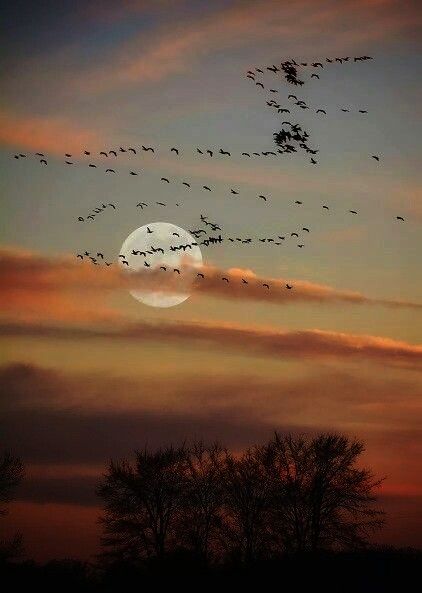 tumblr_nw9z5u6IqP1r2zs3eo1_500