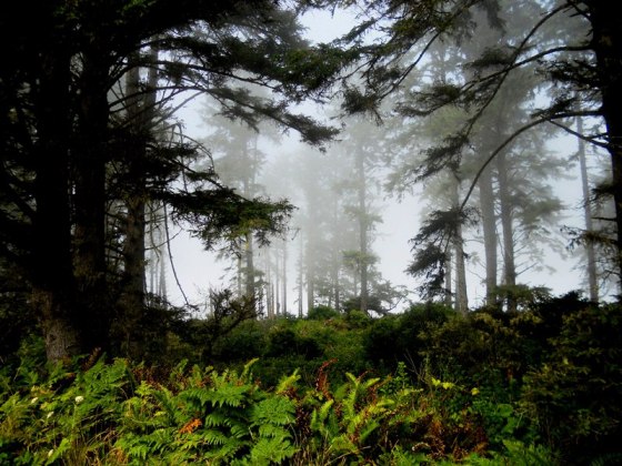 foggy_fern_forest_ll