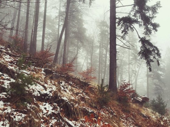 foggy_woods_by_noirerora-d9rzoga